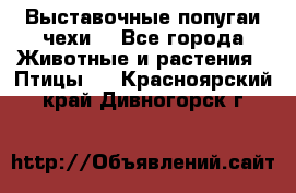 Выставочные попугаи чехи  - Все города Животные и растения » Птицы   . Красноярский край,Дивногорск г.